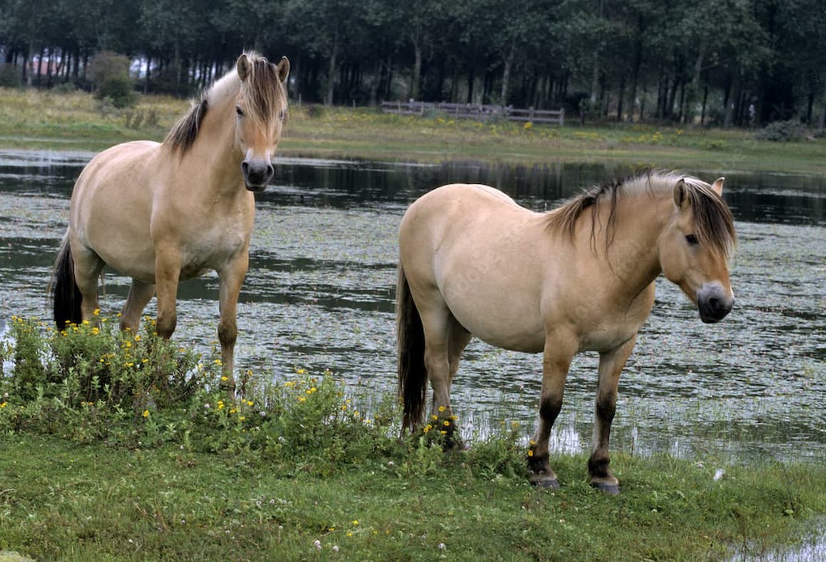 cheval henson à vendre