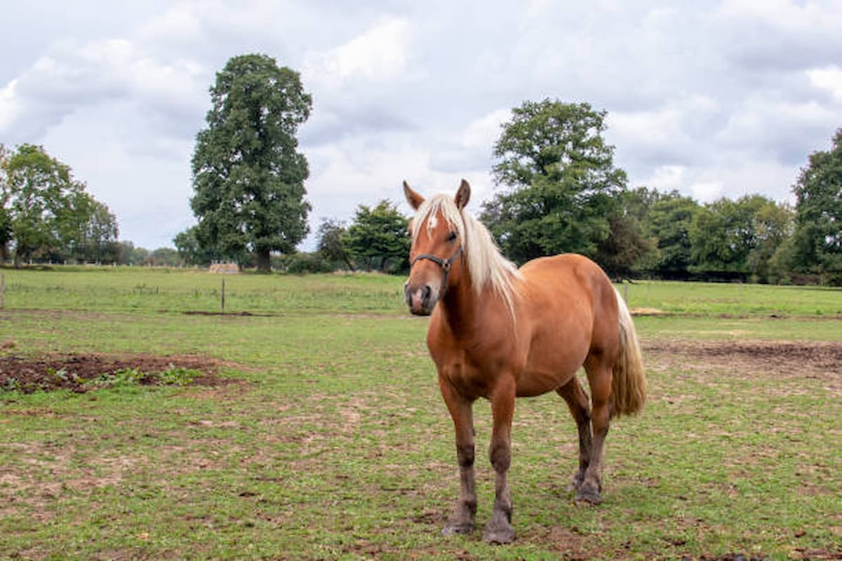 cheval comtois à vendre