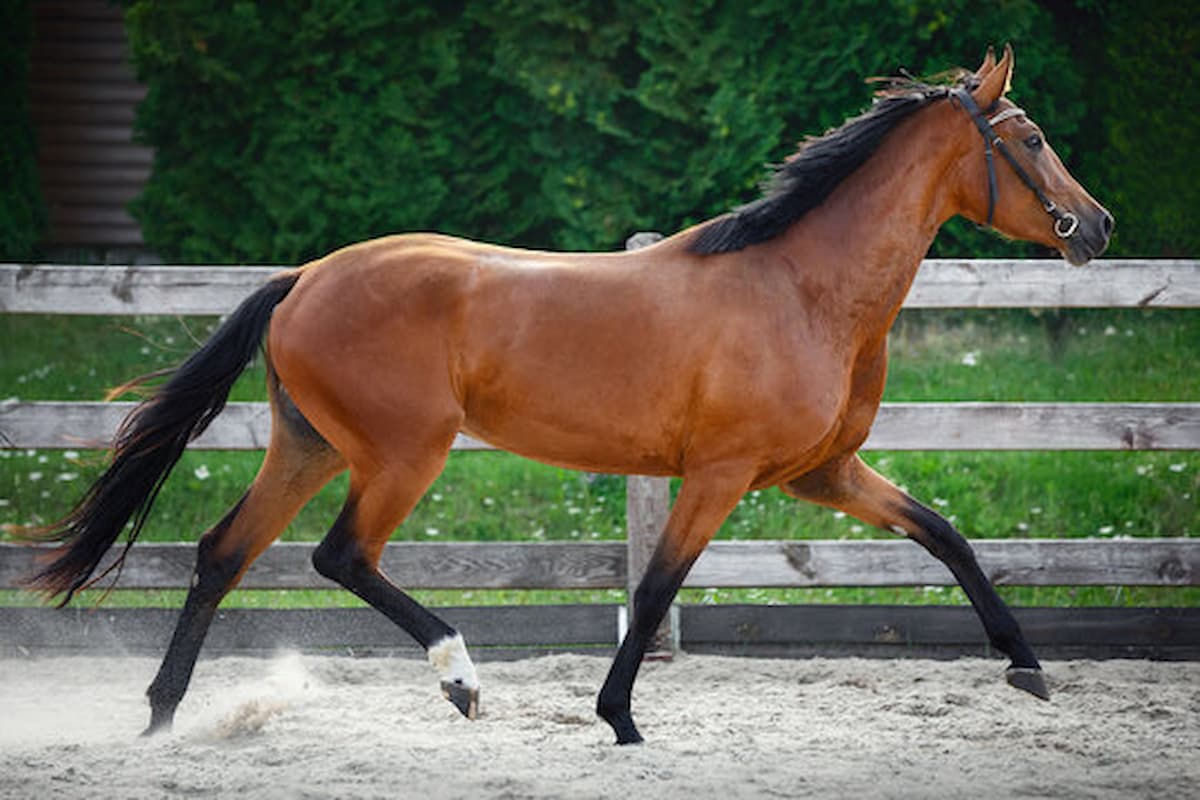 cheval trotteur à vendre