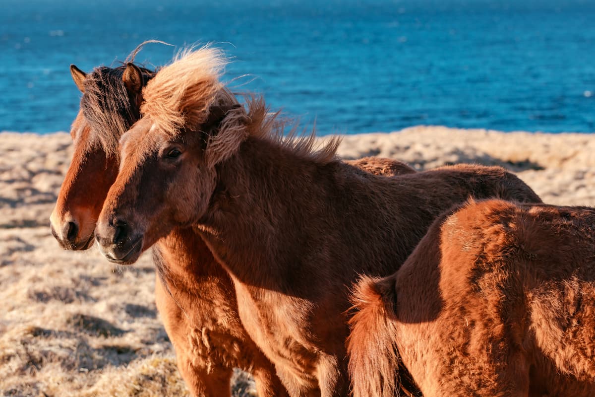 poney à vendre