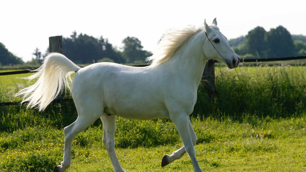 Cheval Boulonnais à vendre