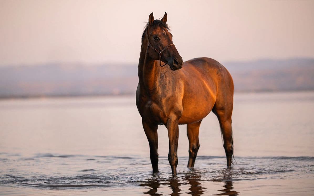 cheval a vendre AQPS