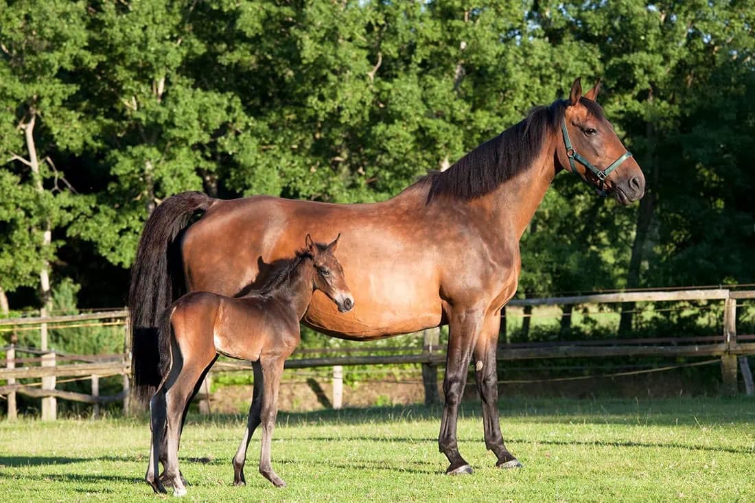 cheval a vendre Holsteiner