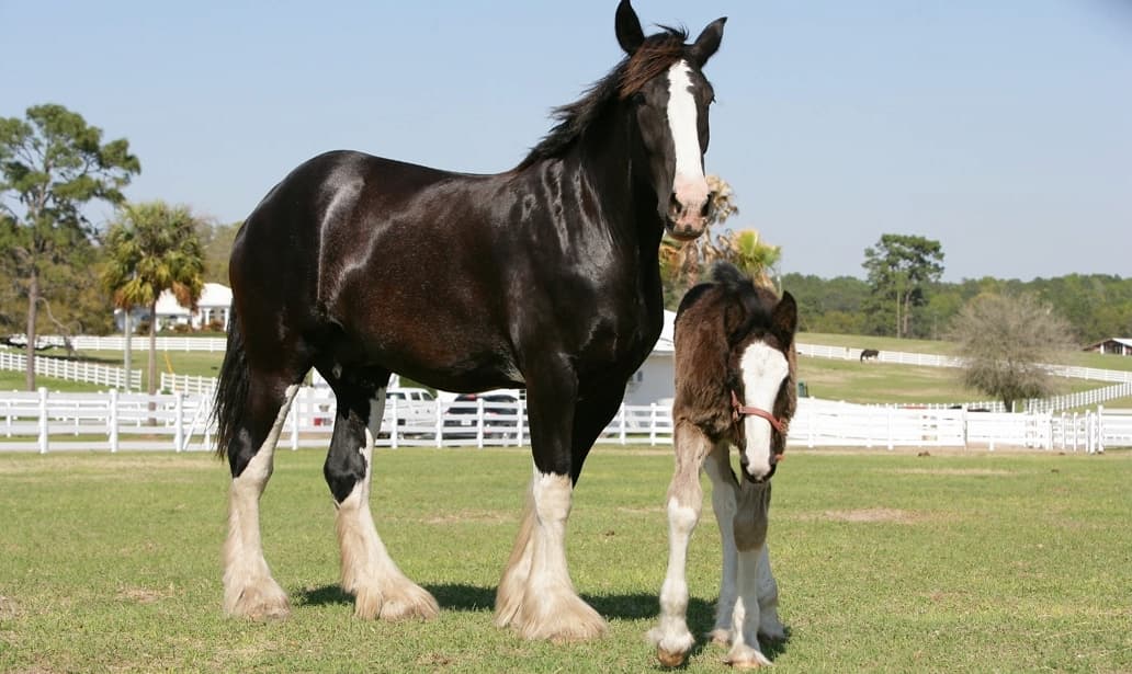 cheval a vendre Shire