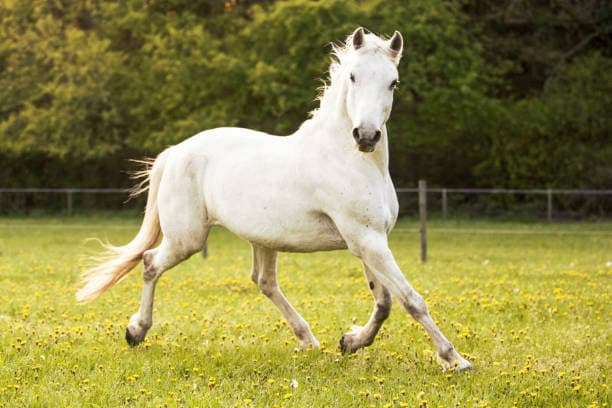 cheval a vendre lipizzan