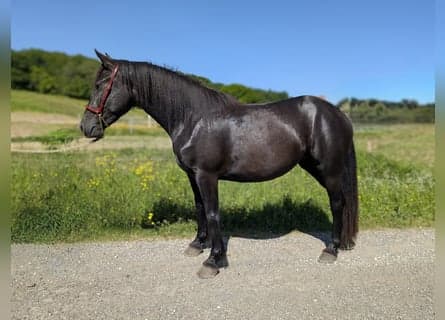 cheval a vendre mérens