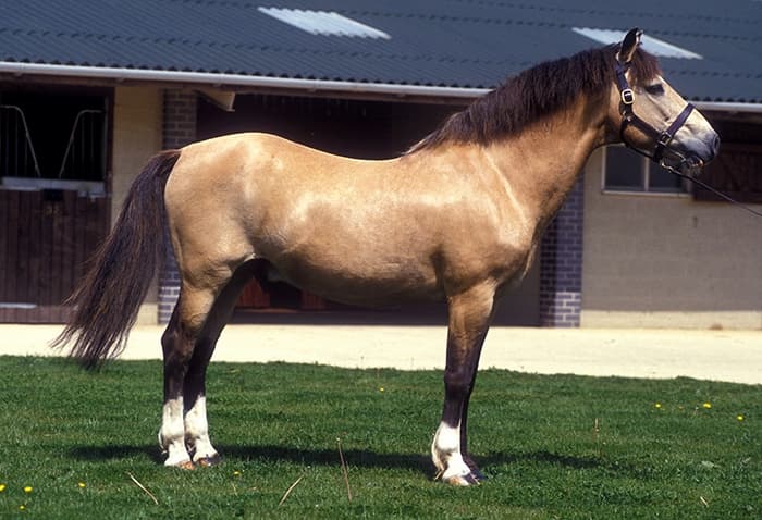 cheval a vendre new forest