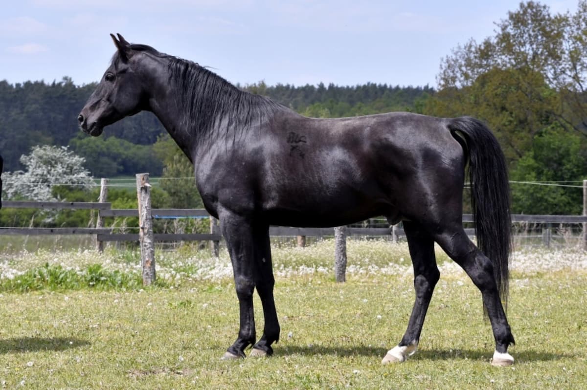 cheval a vendre shagya